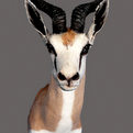 Springbok Shoulder Mount