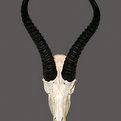 Springbok Skull Mount