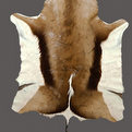 Springbok Rug Mount