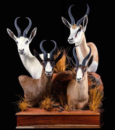 Springbuck Pedestal Mount