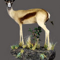Springbok Full Mount