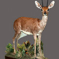 Steinbok Full Mount