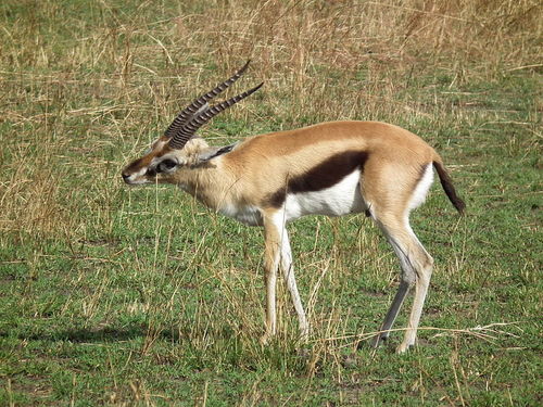 Thomson's Gazelle
