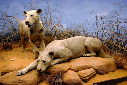 Tsavo Lions Tsavo Lions