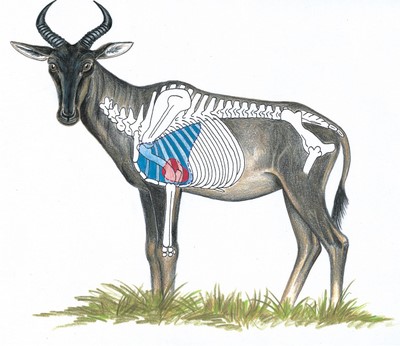 Tsessebe Shot Placement Tsessebe Shot Placement