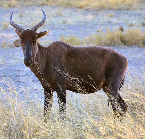 Common Tsessebe