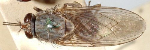 Tsetse Fly