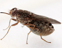 Tsetse Fly