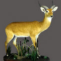 Uganda Kob Full Mount