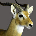 Uganda Kob Shoulder Mount