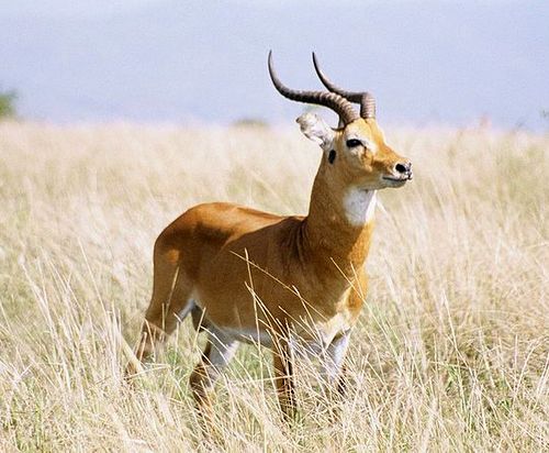 Uganda Kob