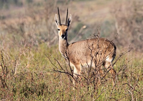Vaal Rhebok