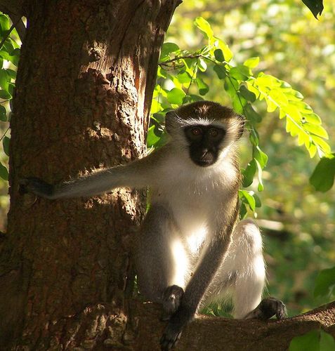 Vervet Monkey