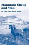 Mountain Sheep And Man In The Northern Wilds