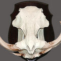 Warthog Skull Mount