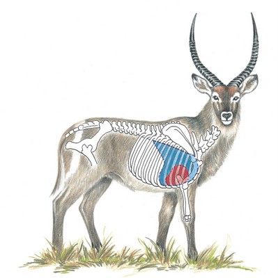 Waterbuck Shot Placement