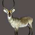Waterbuck Full Mount