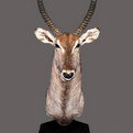 Waterbuck Pedestal Mount