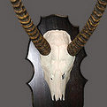 Waterbuck Skull Mount