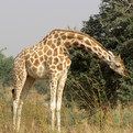 West African Giraffe