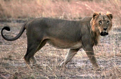 West African Lion