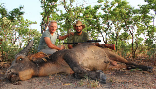 Western Savanna Buffalo