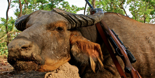 Western Savanna Buffalo