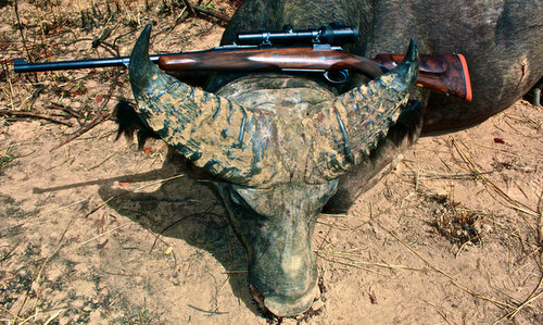 Western Savanna Buffalo