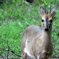 Western Bush Duiker
