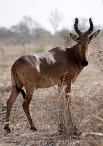 Western Hartebeest