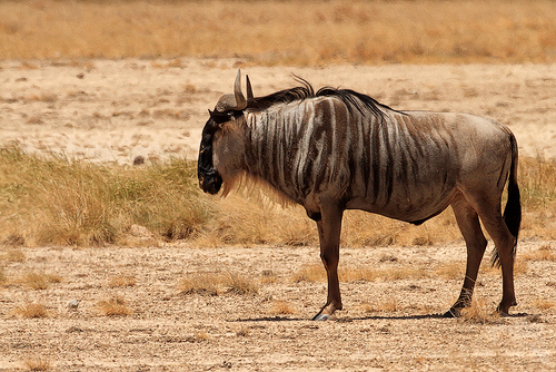Western White-Bearded Wildebeest