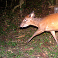 Weyn's Duiker (photo D R Mills)