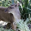 White-Bellied Duiker