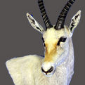 White Blesbok Wall Pedestal Mount
