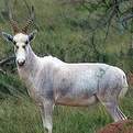 White Blesbok