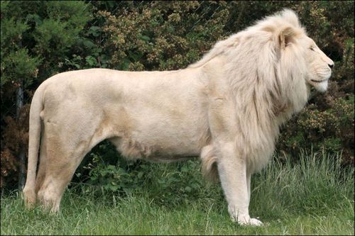 White Lion