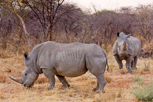 Southern White Rhino