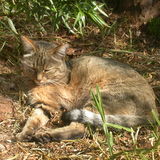 African Wild Cat
