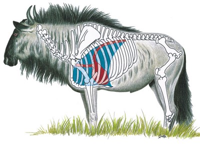 Blue Wildebeest Shot Placement
