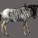Blue Wildebeest Full Mount