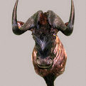 Black Wildebeest Shoulder Mount