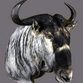 Blue Wildebeest Shoulder Mount