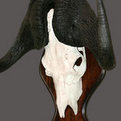 Black Wildebeest Skull Mount