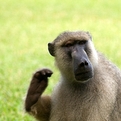 Yellow Baboon