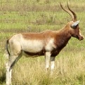 Yellow Blesbok