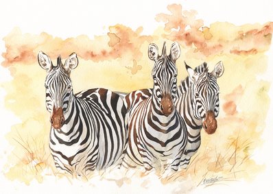Zebra Watercolor 1