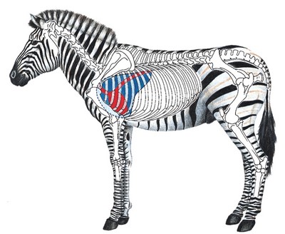 Zebra Shot Placement