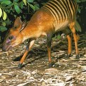 Zebra Duiker