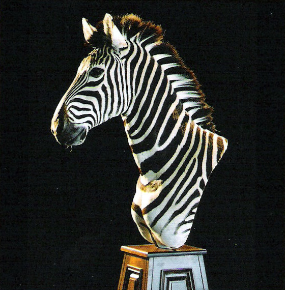 Pedestal Mount Taxidermy