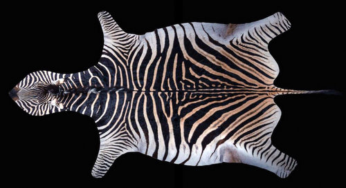 Zebra Rug Mount